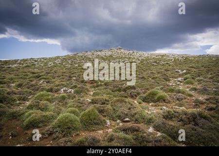 Piorno de crucecitas, Vella spinosa, endemismo betico, Loma del Calar de Cobo, Parque Natural de las Sierras de Cazorla, Segura y Las Villas, provinces Banque D'Images