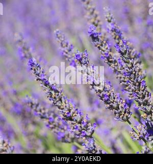 Lavendel, lavande 150 Banque D'Images