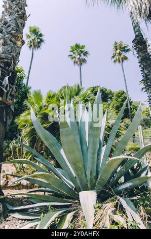 Vue de la plante agave à faible angle avec des palmiers en arrière-plan Banque D'Images