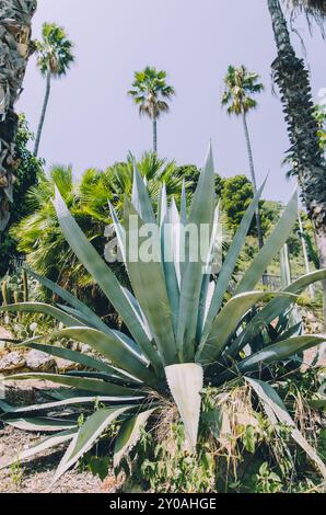 Vue de la plante agave à faible angle avec des palmiers en arrière-plan Banque D'Images