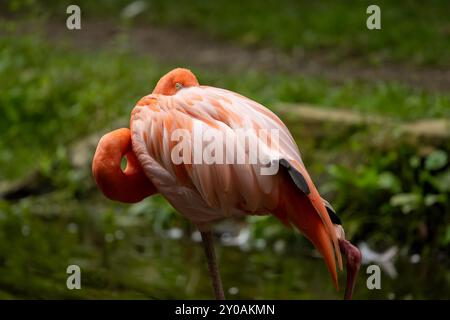 Un Flamingo isolé Banque D'Images