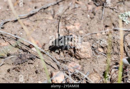 Un coléoptère tigre boréal à longues lèvres Cicindela longilabris perché sur le sol dans le Colorado Banque D'Images