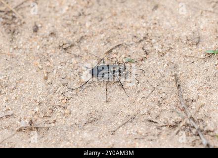 Un coléoptère du tigre perforé Cicindela punctulata se déplace à travers le terrain sablonneux du Colorado Banque D'Images