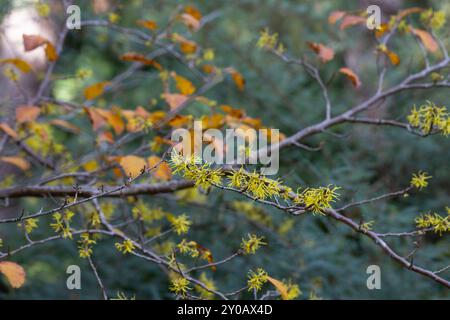 Hamamelis virginiana. petites fleurs jaunes sur une branche avec des feuilles jaunes d'automne focalisation sélective Banque D'Images