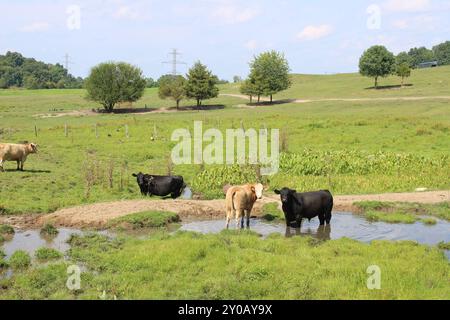 Vaches dans un petit bassin d'eau sur une ferme à Three Rivers, Michigan Banque D'Images