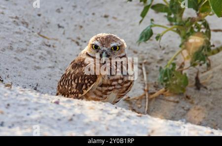 Une chouette du terrier (Athene cunicularia) se dresse à l'entrée de son terrier dans le parc d'État d'Antelope Island, Syracuse, comté de Davis, Utah, États-Unis. Banque D'Images