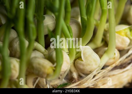 Un grand nombre de racines de pois sont de couleur jaune clair, le système racinaire mince des pois cultivés dans une petite zone sans sol en hiver Banque D'Images