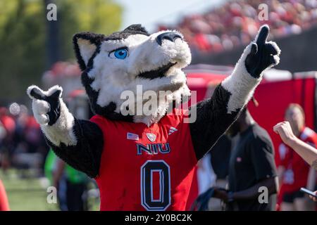 DeKalb, États-Unis. 31 août 2024. Victor E. (Mascot) divertit la foule lors de l'ouverture de la saison 2024 de la NCAA pour les Huskies de l'Université Northern Illinois vs Western Illinois University Leathernecks au Huskie Stadium le 31 2024 août score final : NIU - 54, WIU 15 (photo de Raj Chavda/Sipa USA) crédit : Sipa USA/Alamy Live News Banque D'Images