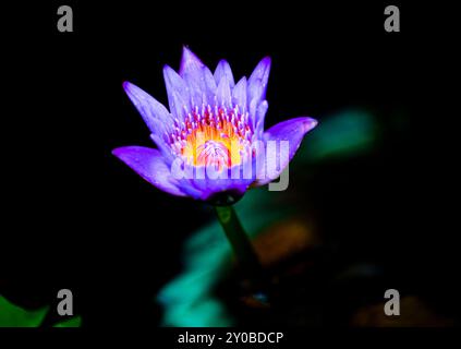 Un beau Lotus égyptien bleu. Banque D'Images
