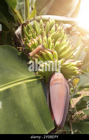 Boisson banane avec Sun Banque D'Images