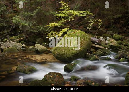 Forest stream par le versant de montagne avec des rochers moussus et boulder Banque D'Images