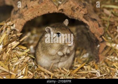 Gerbille mongole, habitat des hauts plateaux de Mongolie, du nord de la Chine et du sud de la Russie Banque D'Images