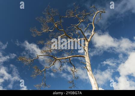 Pin sylvestre mort, Pinus sylvestris (anglais : pin sylvestre), Gotland, Suède, septembre 2013, Europe Banque D'Images