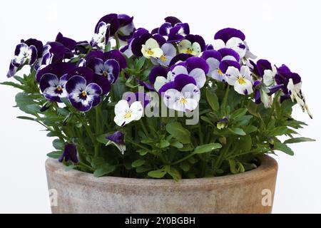 Violette cornée (Viola cornuta, pensée) Banque D'Images