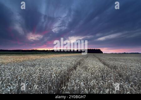 Ciel de coucher de soleil au-dessus du champ de blé en été Banque D'Images