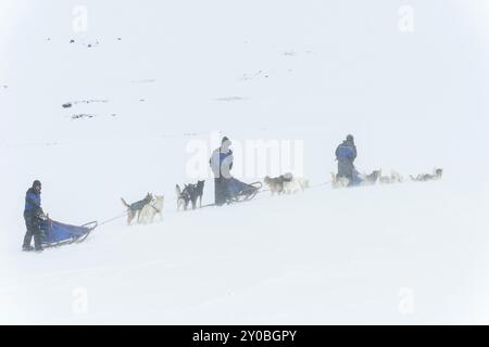 Traîneau à chiens dans la neige dans la vallée de Stuor Reaiddavaggi, Kebnekaisefjaell, Norrbotten, Laponie, Suède, mars 2013, Europe Banque D'Images