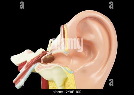 Des droits de l'intérieur modèle ear isolé sur fond noir Banque D'Images