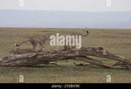 3 guépards sur un tronc d'arbre couché dans le Masai Mara Banque D'Images