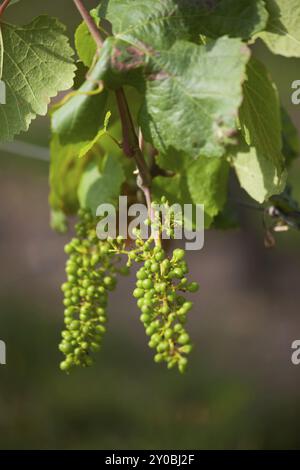 Jeunes raisins sur un vignoble Banque D'Images