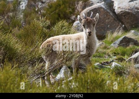 Un jeune bouillon se dresse dans un paysage montagneux entouré de rochers et de verdure, le bouillon de Gredos (Capra pyrenaica victoriae), le bouillon espagnol (Capra pyrenaic Banque D'Images