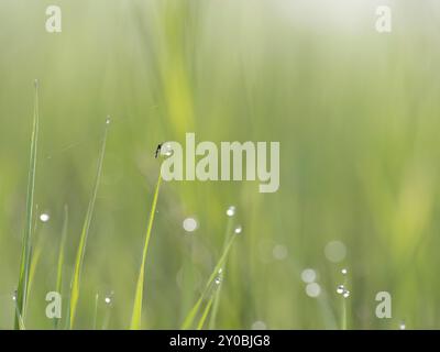 Un moustique est assis sur un brin d'herbe entouré de rosée Banque D'Images