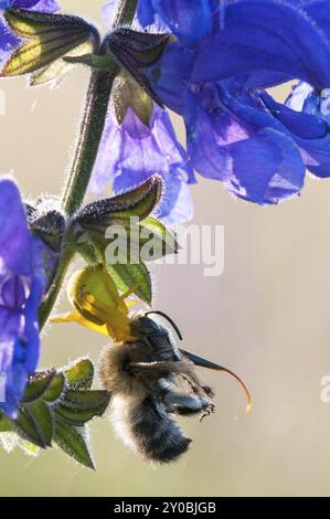 Une araignée crabe en forme de verge d'or a proféré une abeille à fourrure à quatre taches Banque D'Images