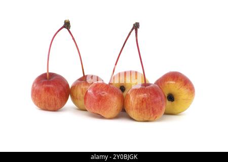 Pomme de crabe ou pomme sauvage européenne isolée sur fond blanc. Les pommes sauvages sont menacées d'extinction Banque D'Images