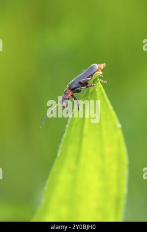 Un Cantharis fusca commun se trouve à la pointe d'une feuille Banque D'Images