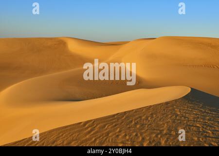 Dunes de sable sans fin sous un ciel bleu clair, luisant dans la lumière du soleil doré, Matruh, Grande mer de sable, désert libyen, Sahara, Egypte, Afrique du Nord, Afrique Banque D'Images