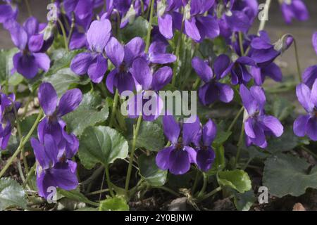 Violette de mars Banque D'Images