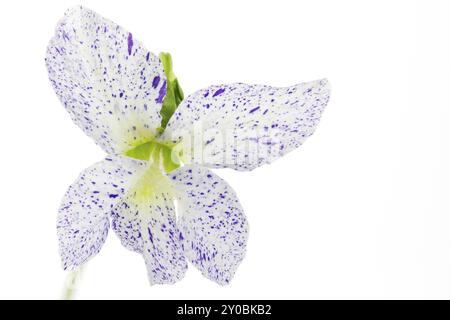 Violet pivoine (Viola sororia) sur fond blanc Banque D'Images