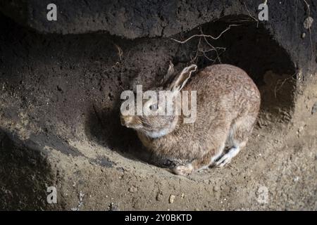 Scène d'un lapin sauvage dans un terrier. Oryctolagus cuniculus Banque D'Images