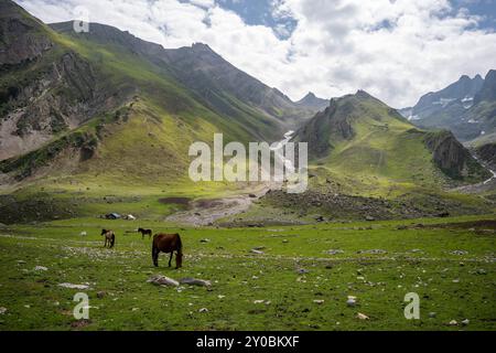 Des chevaux paissent le long de la route vers les lacs Durinar par une journée ensoleillée. Le Durinar Lake Trek au Cachemire, près de Sonamarg, est une aventure distinctive menant à trois lacs alpins : Durinar I, II et III, à 4 600 mètres (15 092 pieds). Ces lacs sont des formations glaciaires de l'Himalaya. Au départ du village isolé de Sarbal, le trek vous emmène à travers des prairies luxuriantes et une ascension abrupte jusqu'à Durinar III, offrant une vue imprenable sur les vallées du Lidder et du Sind, le col de Zoji la, le pic Kolahoi et d'autres sommets du parc national du Cachemire. Ce trek offre une perspective unique du Cachemire. Augmentation de la température Banque D'Images