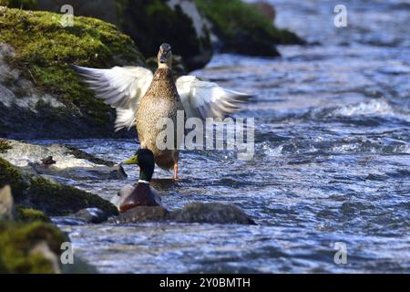 Colvert au printemps Banque D'Images