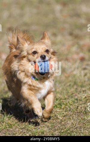 Un petit chien court joyeusement à travers une prairie avec une boule dans sa bouche, du plaisir et des jeux au soleil Banque D'Images