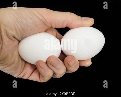 Libre d'un homme de main, avec une paire de blanc de poulet oeufs, isolated on black Banque D'Images