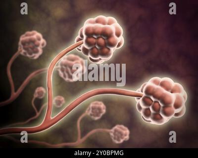 Vue microscopique de Stachybotrys chartarum, une moisissure noire Banque D'Images