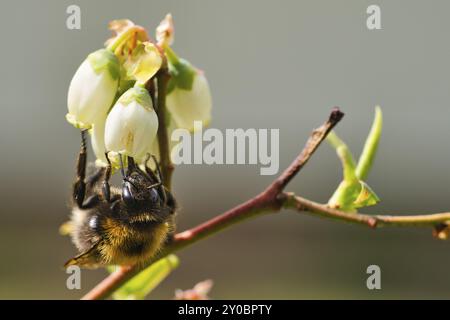 Abeille collectant le nectar sur une macro de fleur de pissenlit. Prise de vue macro Banque D'Images