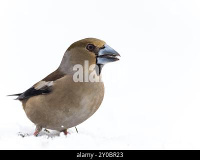 Un faucher mâle est assis dans la neige et mange une graine de tournesol Banque D'Images