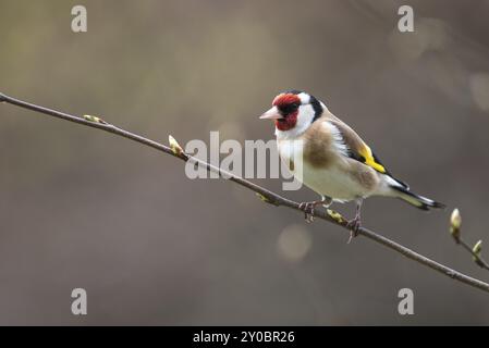 Une femme Goldfinch assise sur une branche Banque D'Images