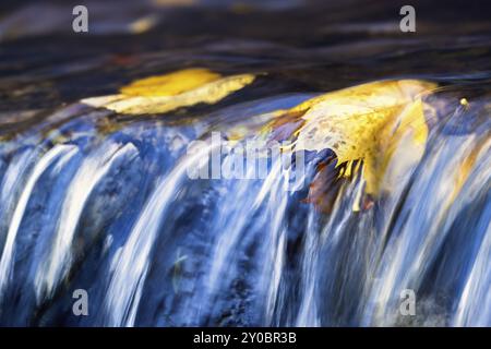 Feuilles d'érable jaune flottant dans un ruisseau par une petite cascade en automne Banque D'Images