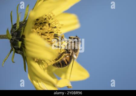 Une belle macro latérale d'une abeille collectant du pollen d'une fleur jaune vif dans le nord de l'Idaho Banque D'Images