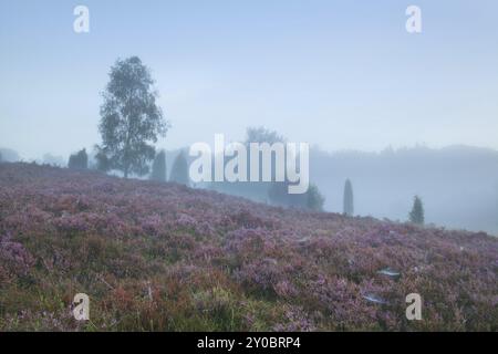 Heather sur la colline pendant le matin brumeux d'été Banque D'Images