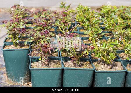 Rose de plantes en pots pour la vente au garden centre Banque D'Images