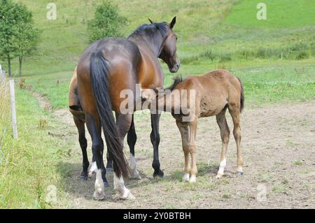 Un troupeau de chevaux dans un enclos. un troupeau de chevaux dans un enclos Banque D'Images