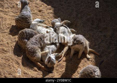 VALENCE, ESPAGNE, FÉVRIER 26 : Meerkats au Bioparc de Valence, Espagne, le 26 février 2019 Banque D'Images