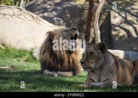 VALENCIA, ESPAGNE, FÉVRIER 26 : African Lions au Bioparc de Valence, Espagne, le 26 février 2019 Banque D'Images