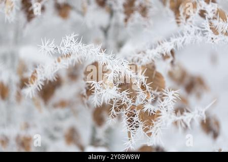 Cristaux de glace après une nuit avec gel lourd de houle Banque D'Images