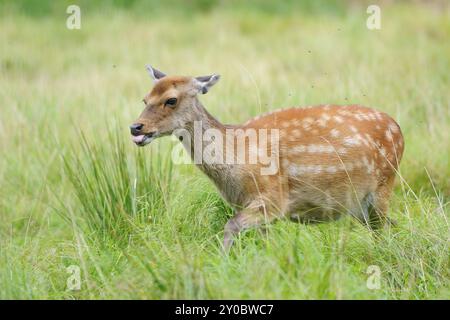 Cerfs en jachère à l'évasion, cerfs en jachère en fuite Banque D'Images