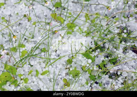 Wiese nach einem Hagelschauer.PEA taille grêle sur l'herbe et les feuilles d'arbre endommagées après la tempête de grêle Banque D'Images